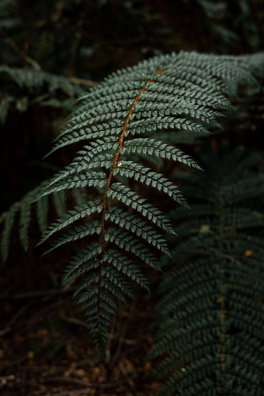 green leaf of fern branch in forest